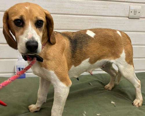Barry And District News: Brecon - three years old, female, Beagle. Brecon is a very friendly girl who is so gentle and would love to find a family to call her own. She has never experienced much of the world before and so will need another kind dog in her new home to help her